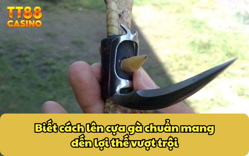Cách Lên Cựa Gà Chuẩn - Mẹo Tăng Cường Khả Năng Chiến Thắng 3 Biết cách lên cựa gà chuẩn mang đến lợi thế vượt trội